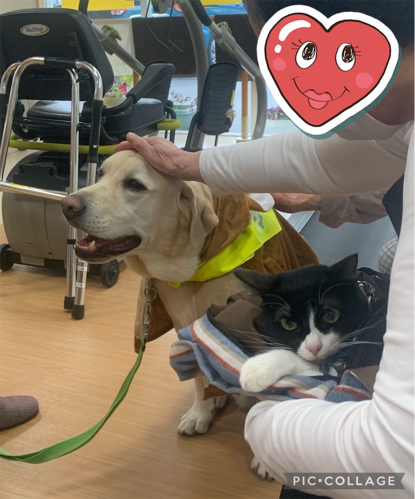 f:id:sakaivet2019:20230210163734j:image f:id:sakaivet2019:20230210163734j:image