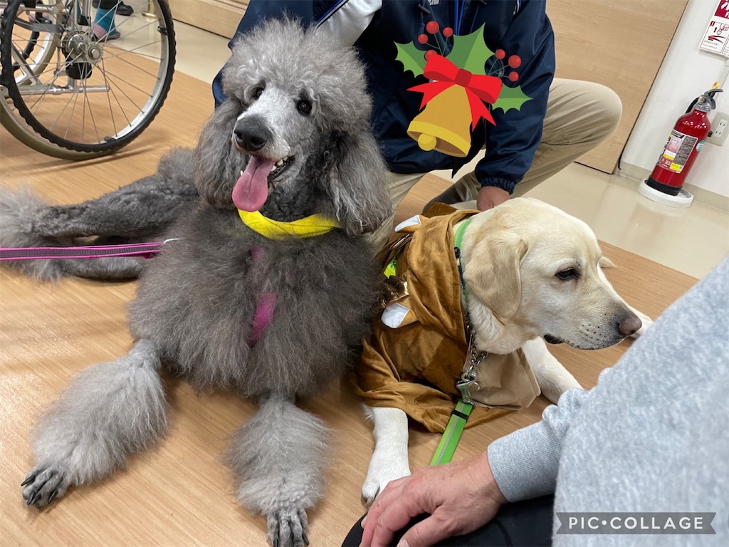 f:id:sakaivet2019:20230210163743j:image f:id:sakaivet2019:20230210163743j:image