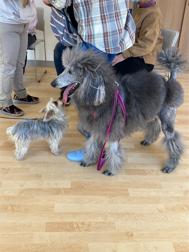 f:id:sakaivet2019:20230217222727j:image