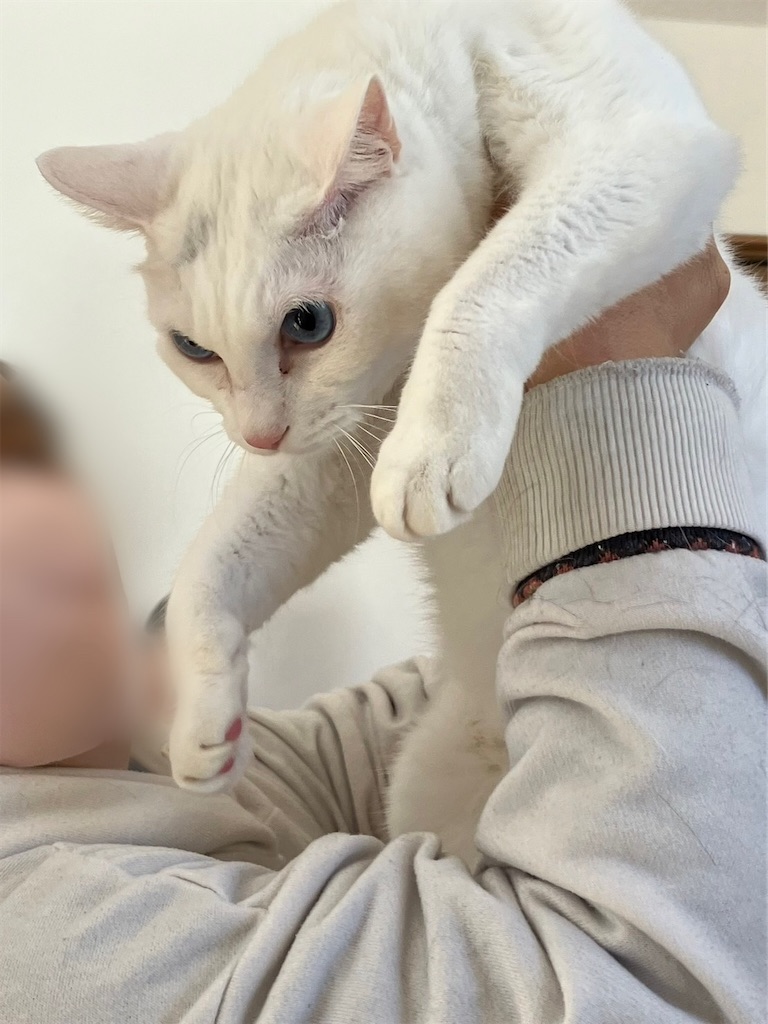 f:id:sakaivet2019:20230217222744j:image