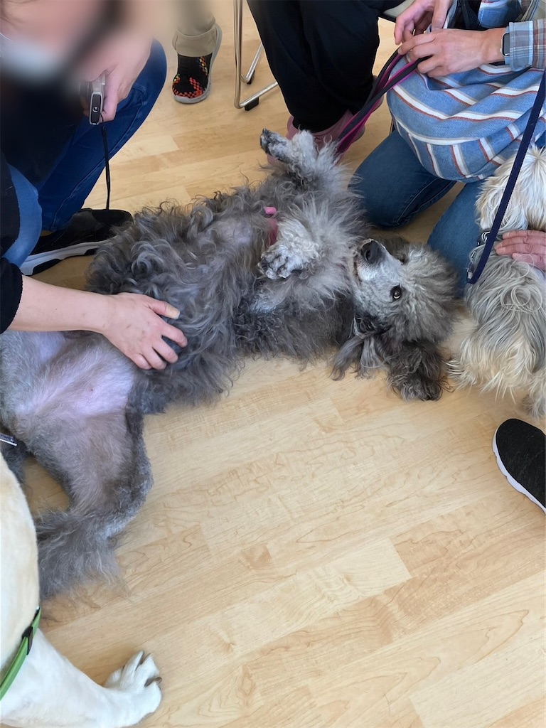 f:id:sakaivet2019:20230217225358j:image