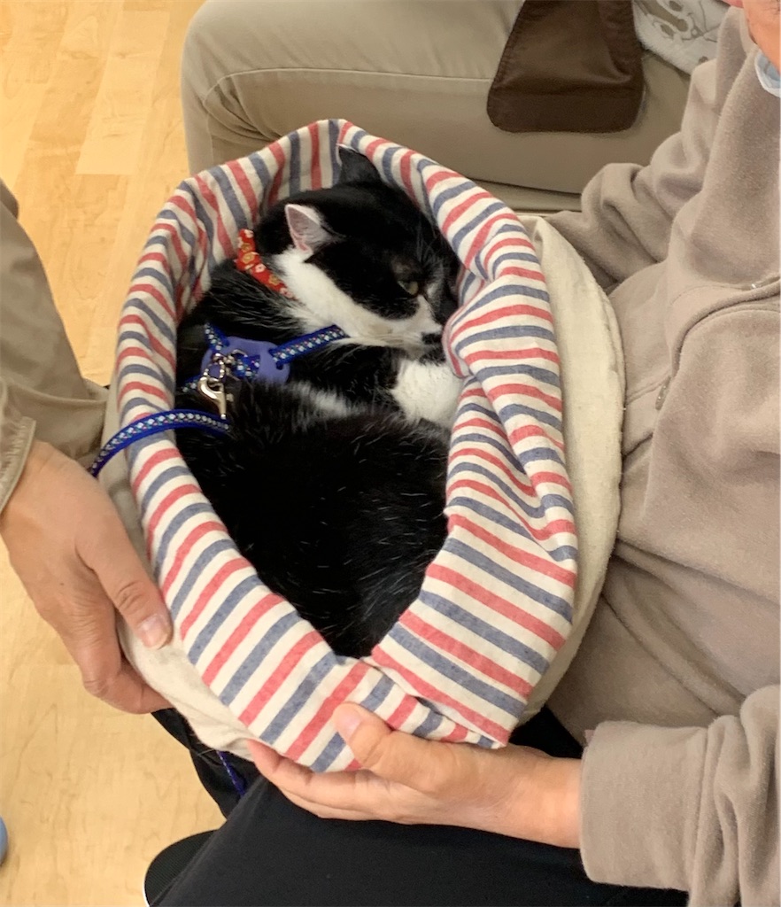 f:id:sakaivet2019:20240916114802j:image f:id:sakaivet2019:20240916114802j:image
