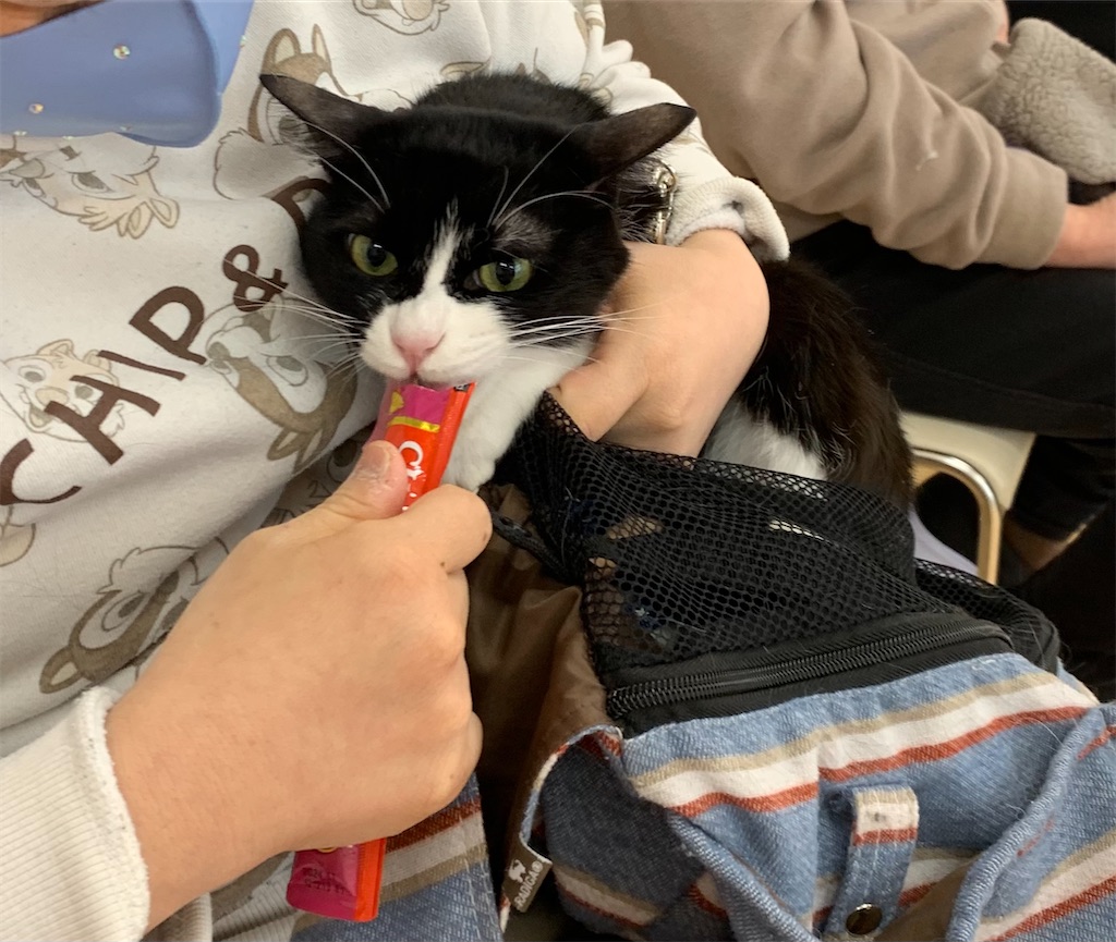 f:id:sakaivet2019:20240916114813j:image f:id:sakaivet2019:20240916114813j:image