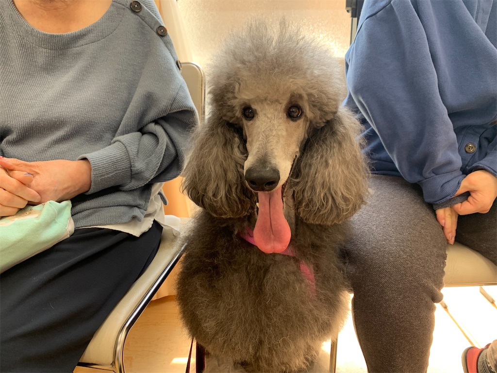 f:id:sakaivet2019:20240916120609j:image