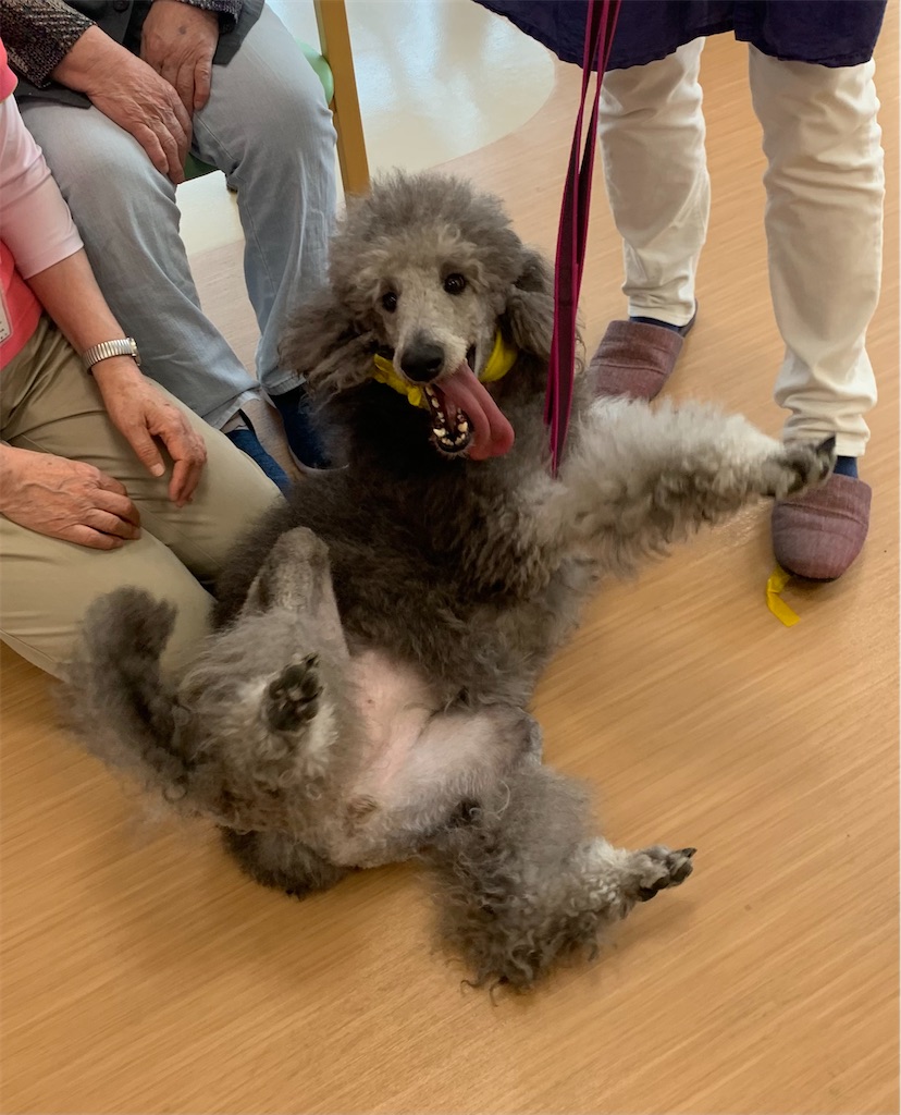 f:id:sakaivet2019:20240916123245j:image