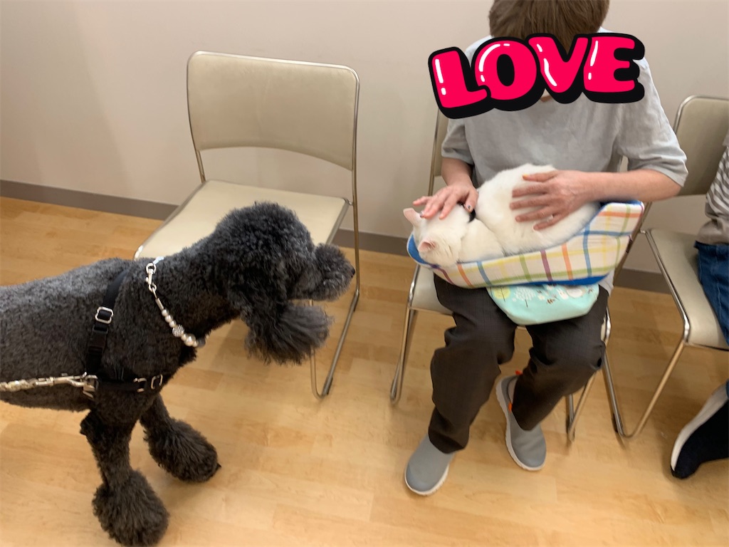f:id:sakaivet2019:20240916132401j:image f:id:sakaivet2019:20240916132401j:image