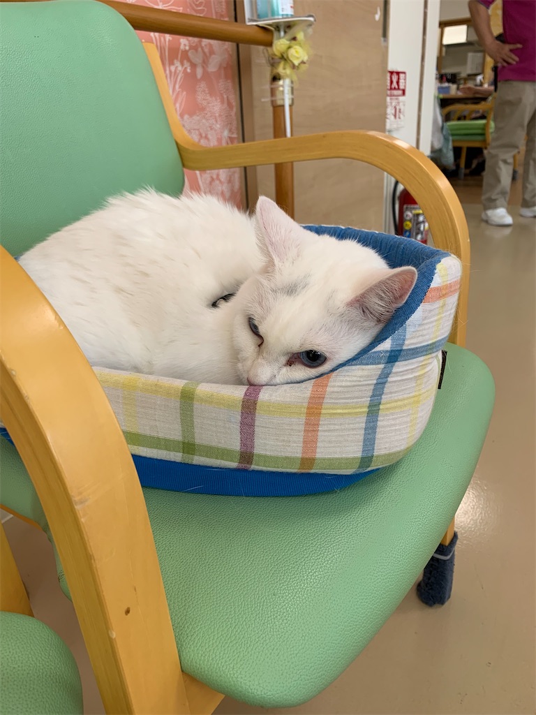 f:id:sakaivet2019:20240916132539j:image f:id:sakaivet2019:20240916132539j:image
