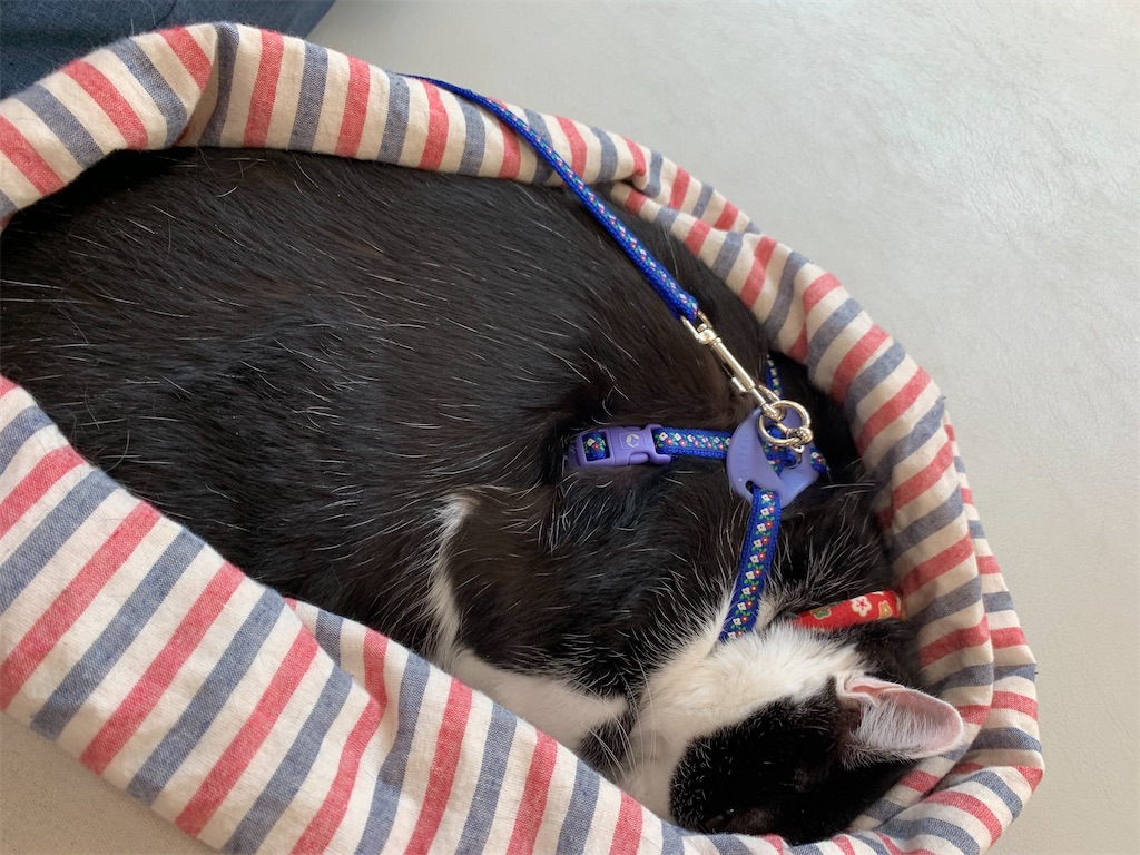 f:id:sakaivet2019:20240916132550j:image f:id:sakaivet2019:20240916132550j:image