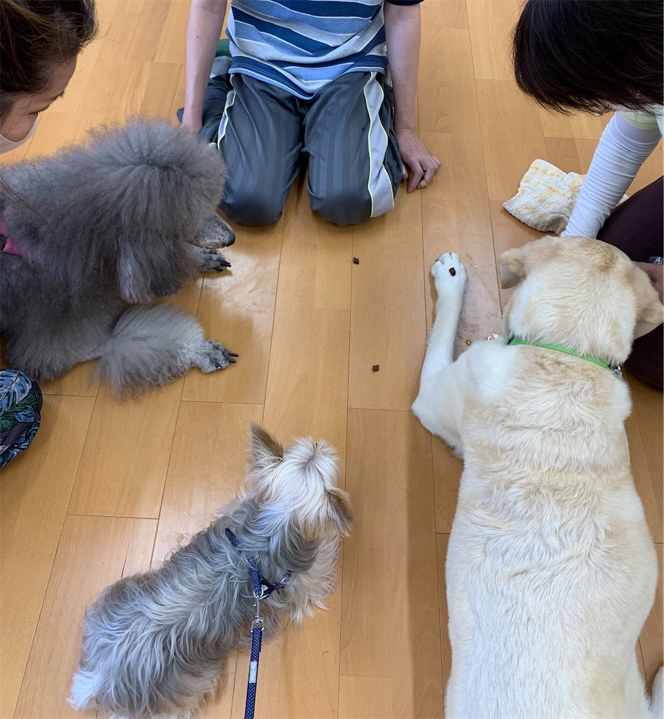 f:id:sakaivet2019:20240916144942j:image