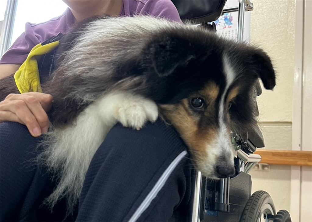 f:id:sakaivet2019:20240916150747j:image