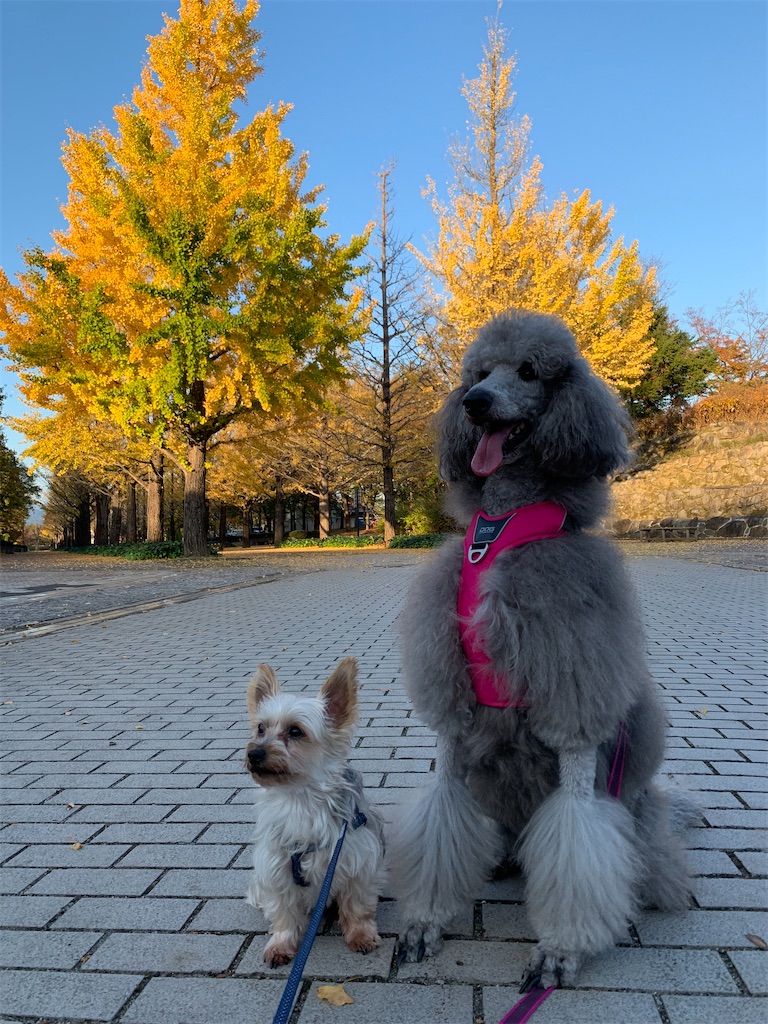 f:id:sakaivet2019:20240916162404j:image f:id:sakaivet2019:20240916162404j:image