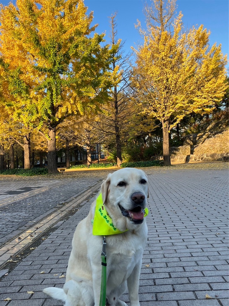 f:id:sakaivet2019:20240916162419j:image f:id:sakaivet2019:20240916162419j:image