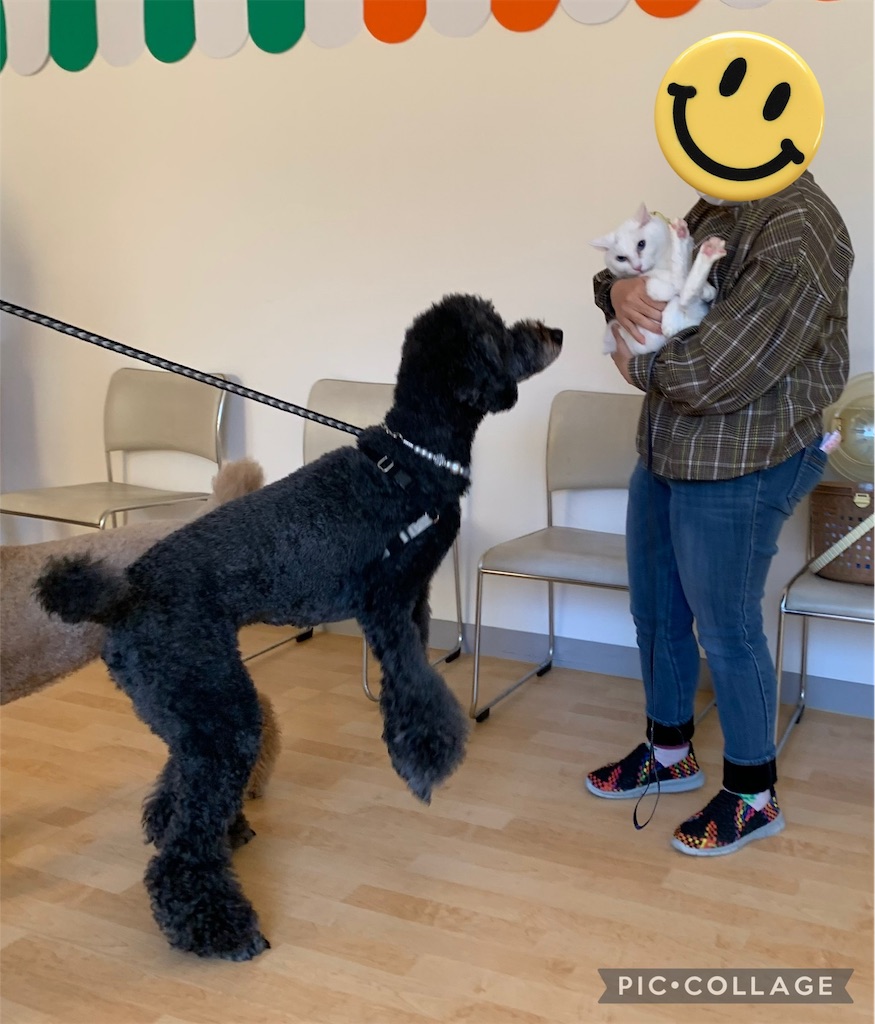 f:id:sakaivet2019:20240916163537j:image