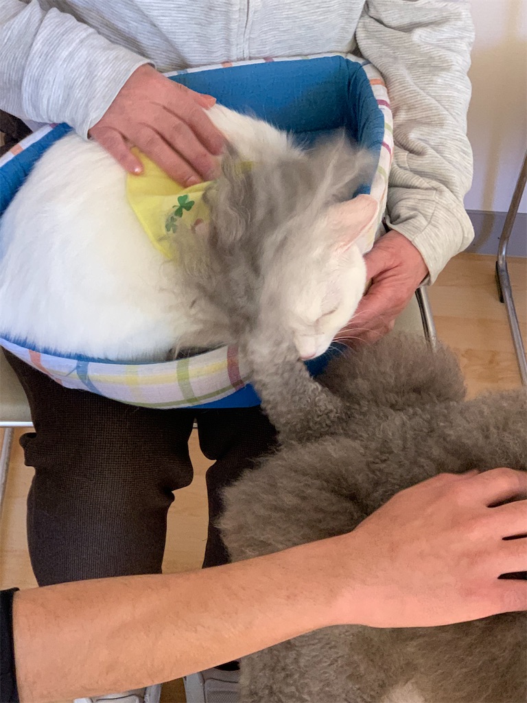 f:id:sakaivet2019:20240916163542j:image