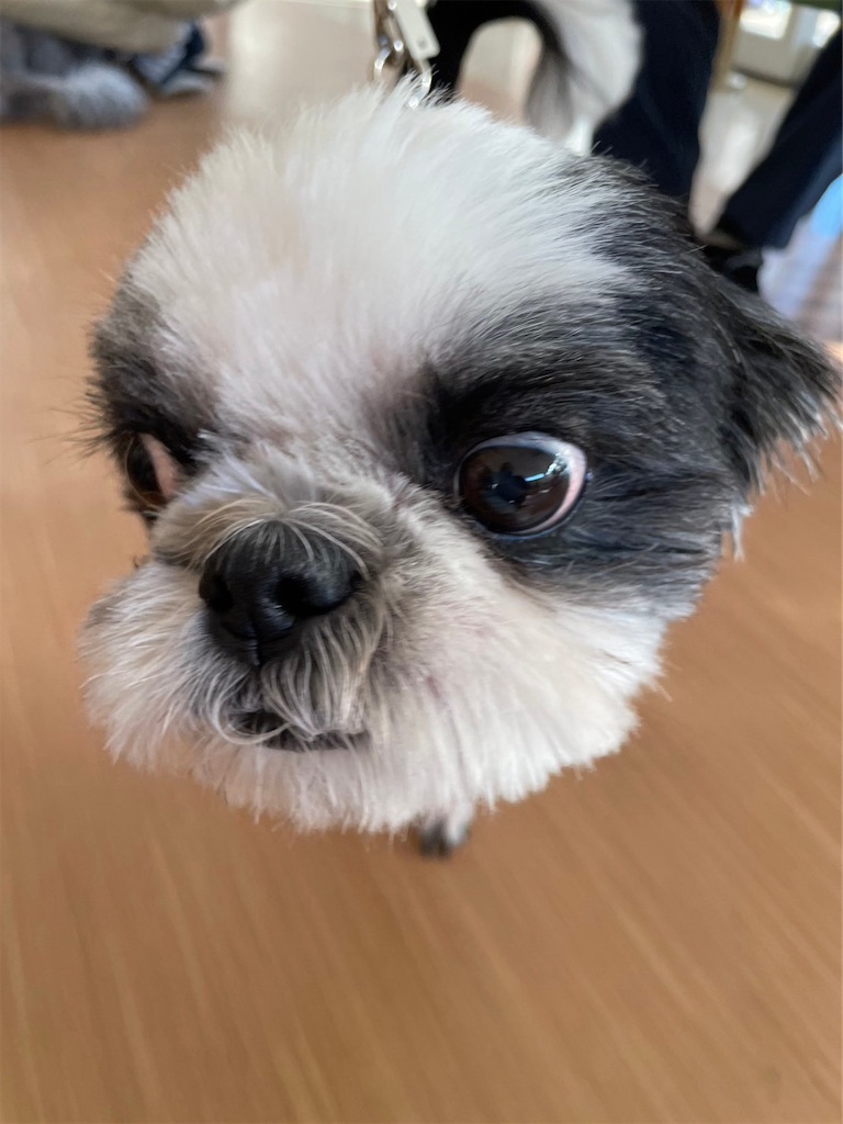 f:id:sakaivet2019:20240916164737j:image f:id:sakaivet2019:20240916164737j:image