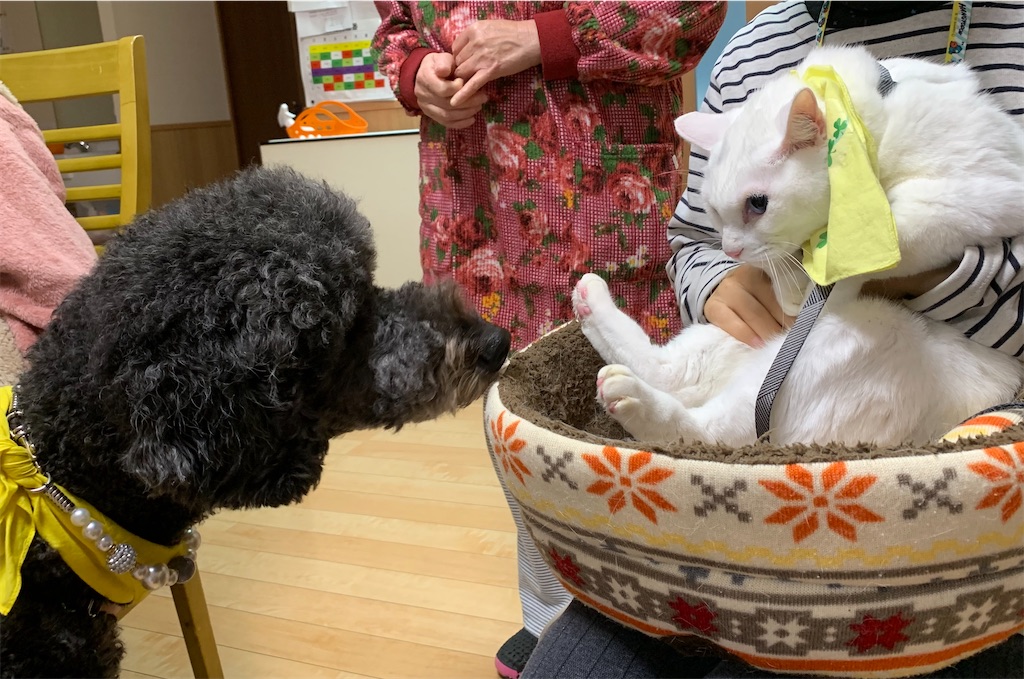 f:id:sakaivet2019:20240916165351j:image