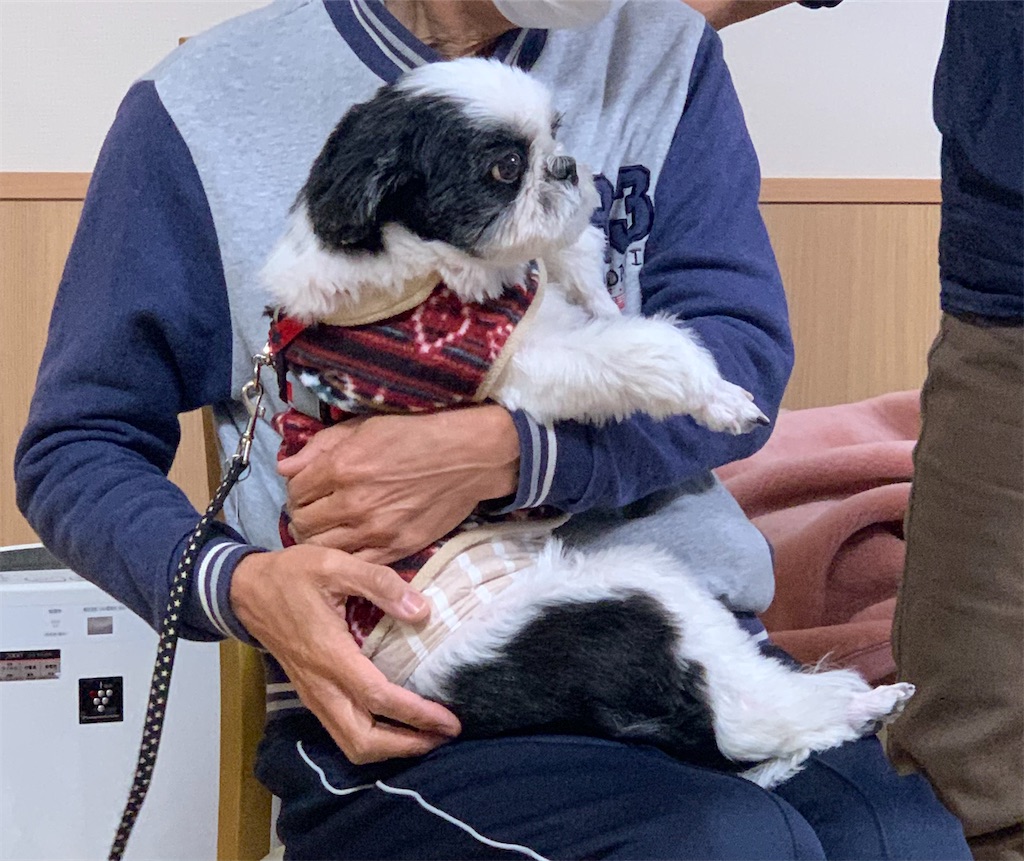 f:id:sakaivet2019:20240916165401j:image f:id:sakaivet2019:20240916165401j:image