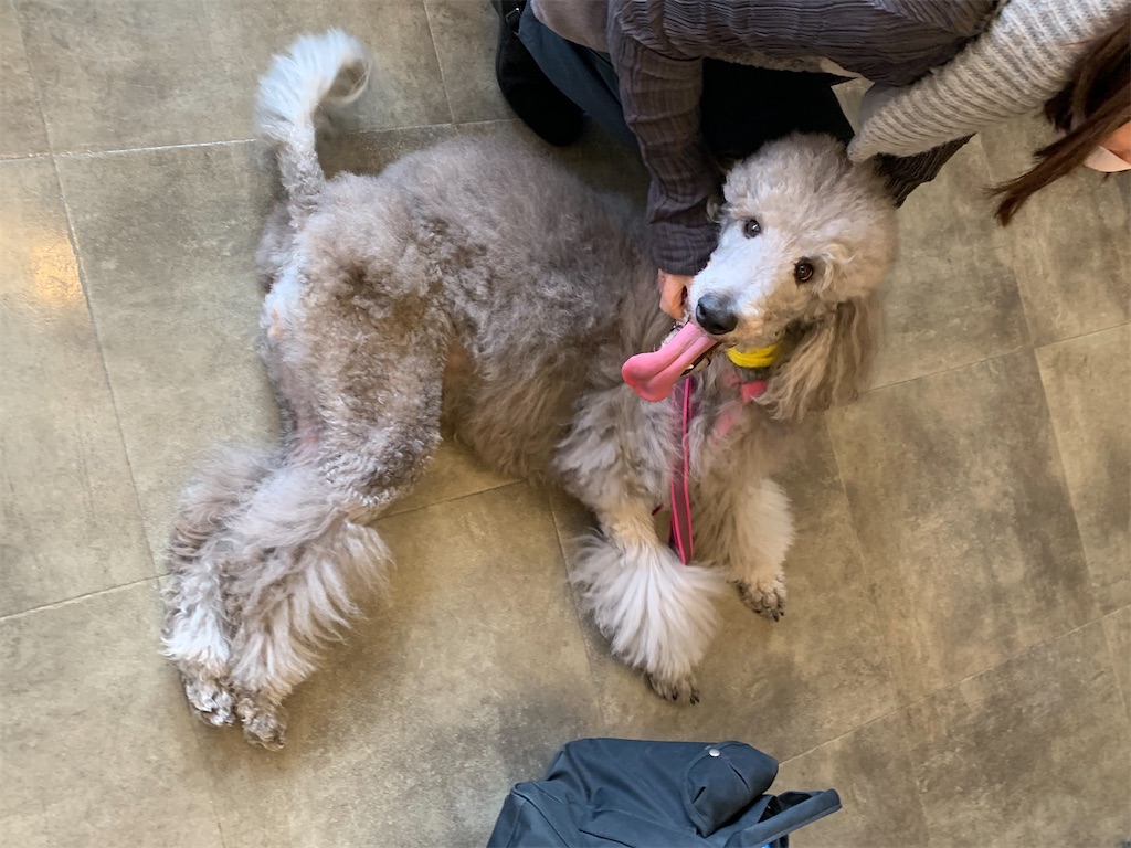 f:id:sakaivet2019:20240916165849j:image f:id:sakaivet2019:20240916165849j:image