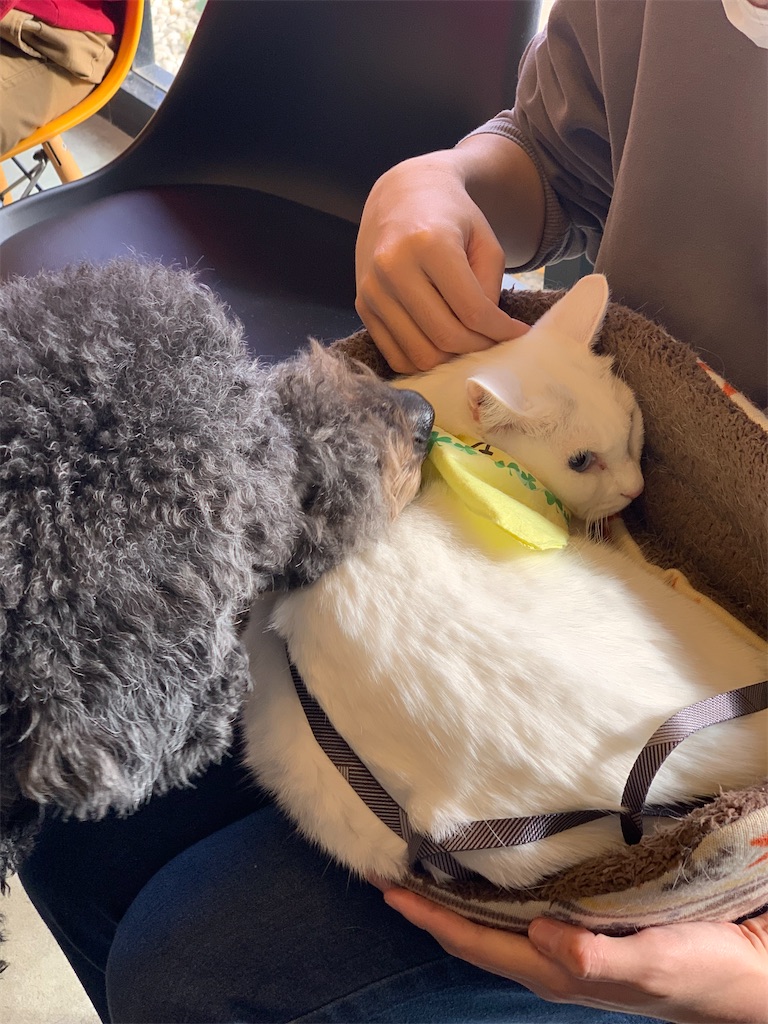 f:id:sakaivet2019:20240916165902j:image