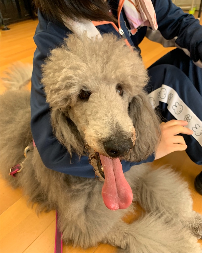 f:id:sakaivet2019:20240916171703j:image