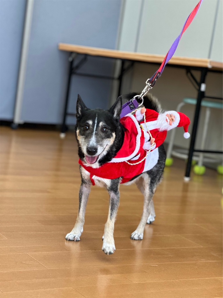 f:id:sakaivet2019:20240916171714j:image