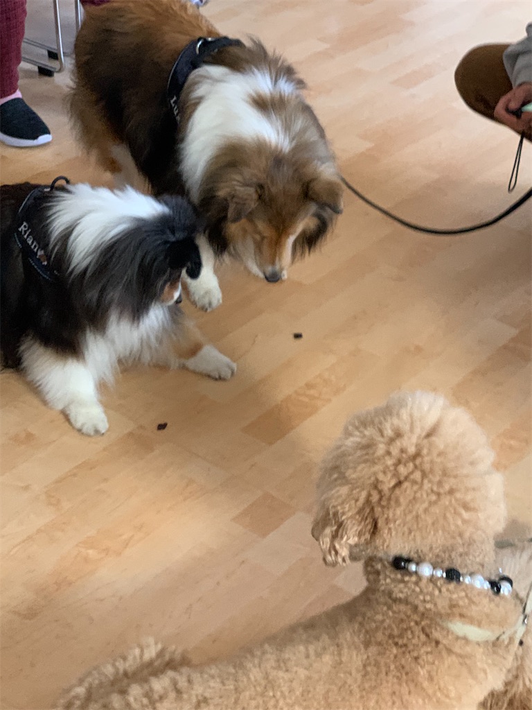 f:id:sakaivet2019:20240916183554j:image