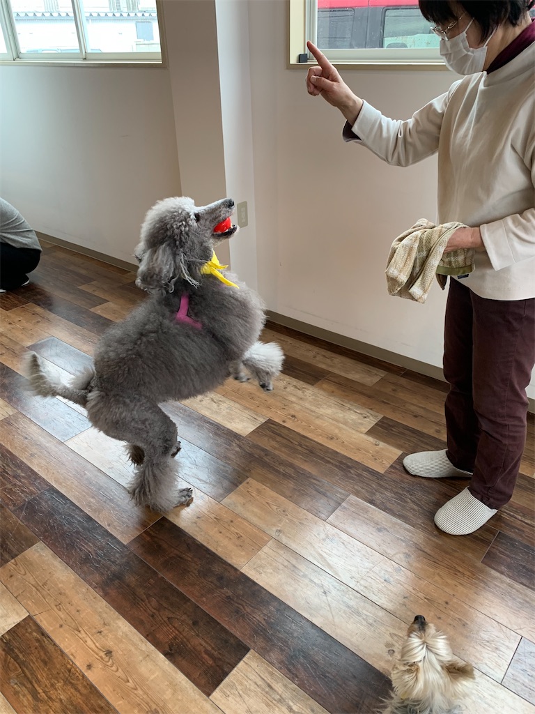 f:id:sakaivet2019:20240916200231j:image f:id:sakaivet2019:20240916200231j:image
