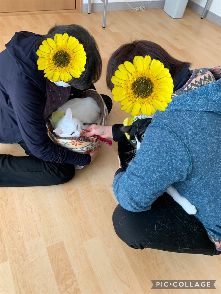 f:id:sakaivet2019:20240916200733j:image f:id:sakaivet2019:20240916200733j:image