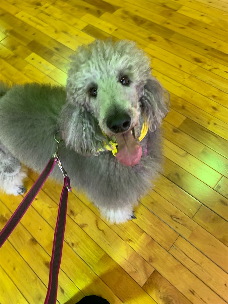 f:id:sakaivet2019:20240916200927j:image f:id:sakaivet2019:20240916200927j:image