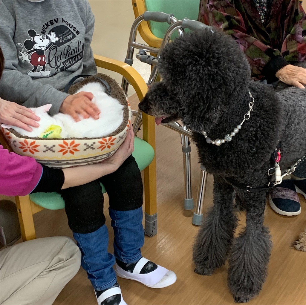 f:id:sakaivet2019:20240916201052j:image