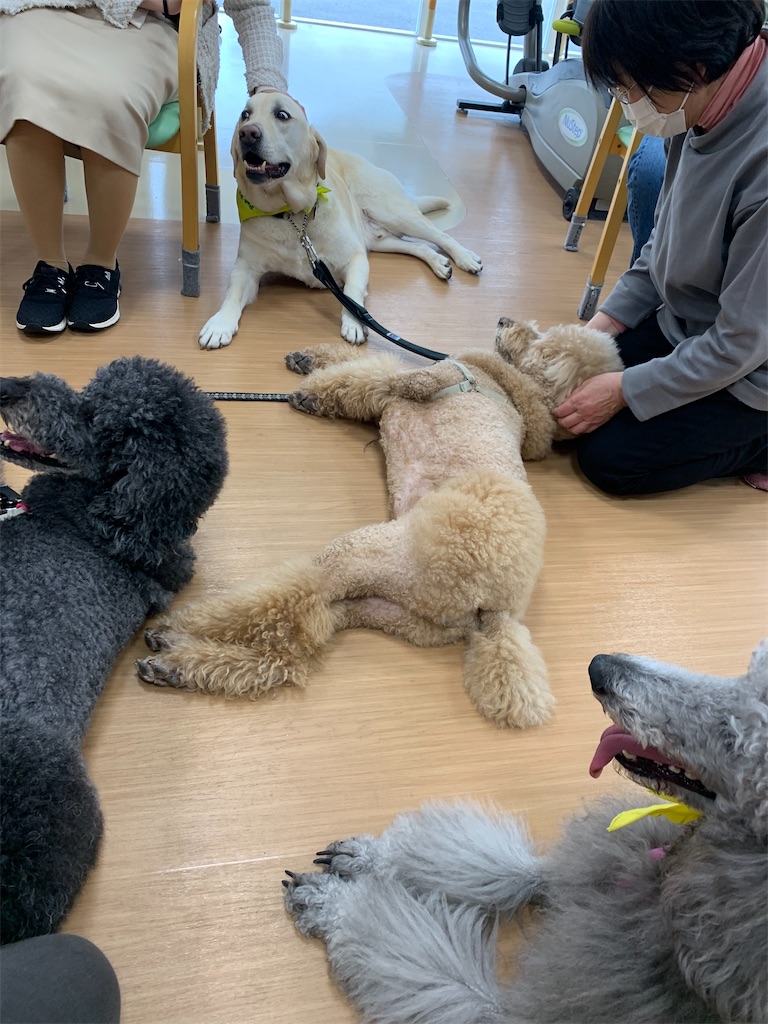 f:id:sakaivet2019:20240916201056j:image