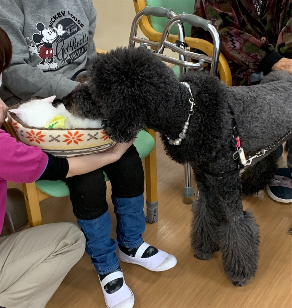 f:id:sakaivet2019:20240916201100j:image