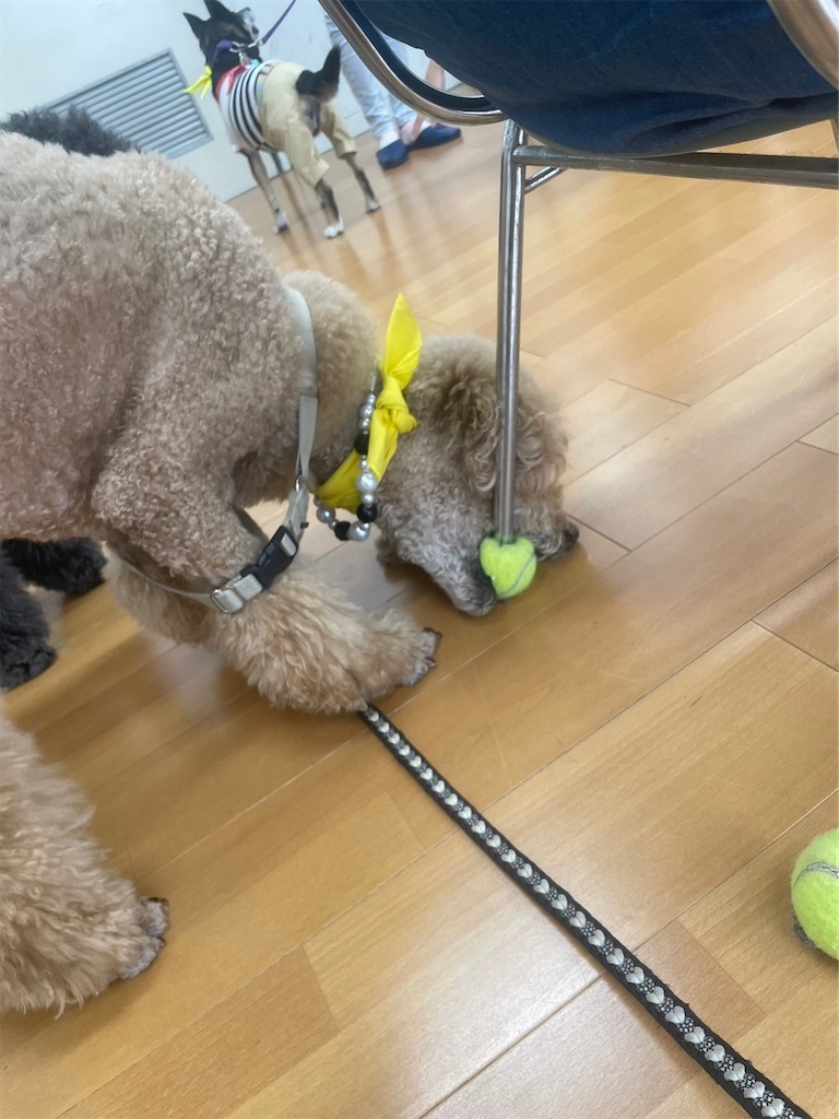 f:id:sakaivet2019:20240916202841j:image