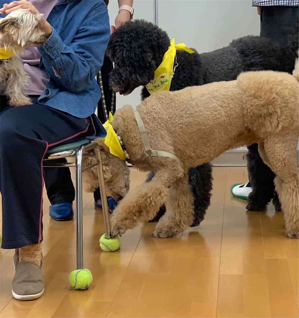 f:id:sakaivet2019:20240916202845j:image