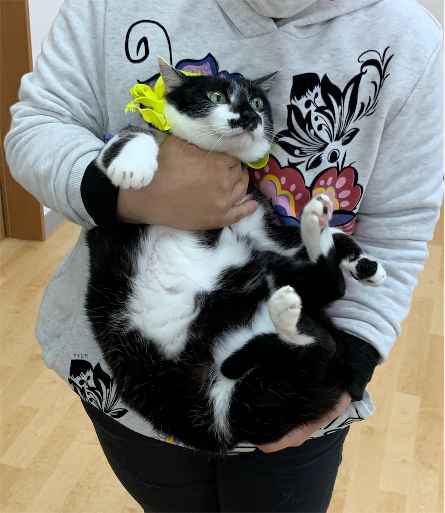 f:id:sakaivet2019:20240916205100j:image