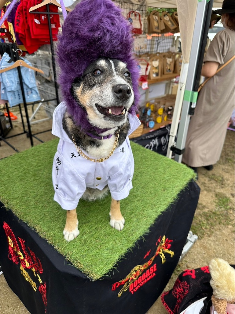 f:id:sakaivet2019:20240916205622j:image