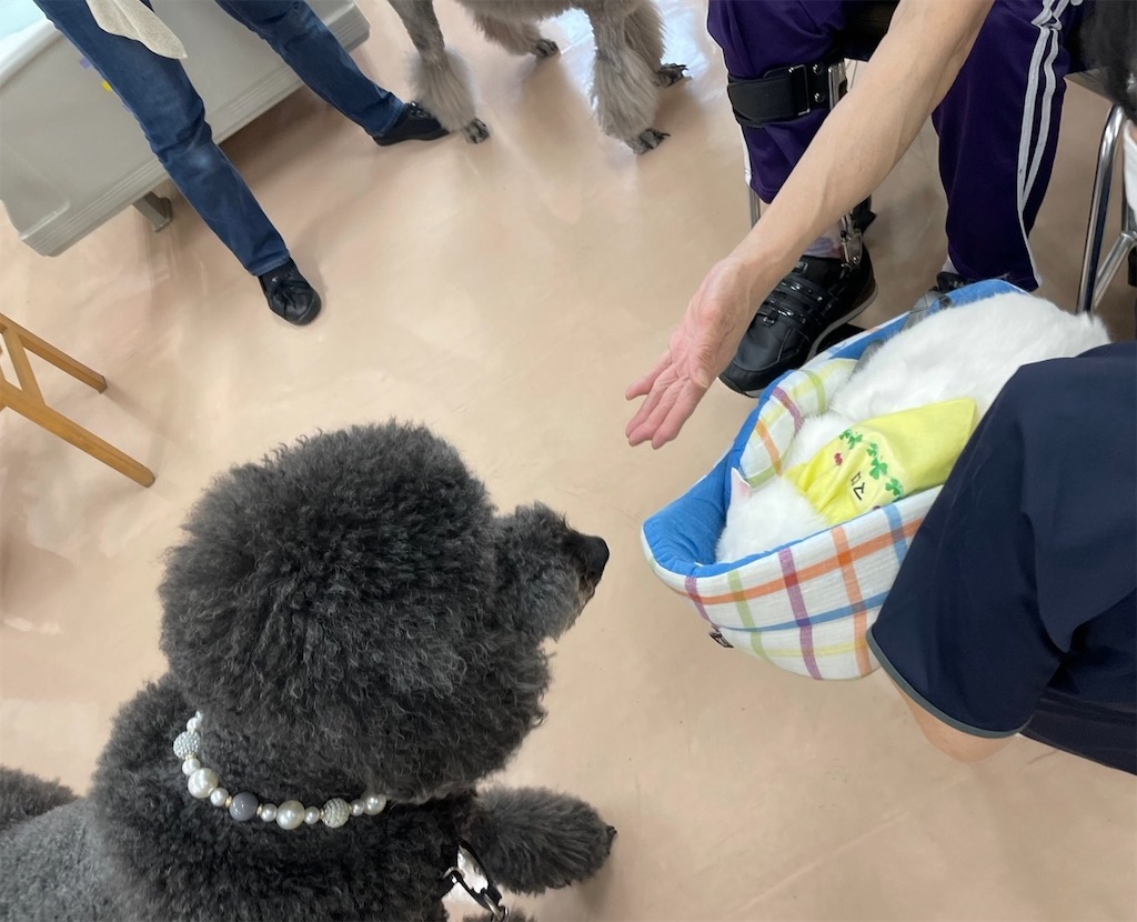 f:id:sakaivet2019:20240916215151j:image