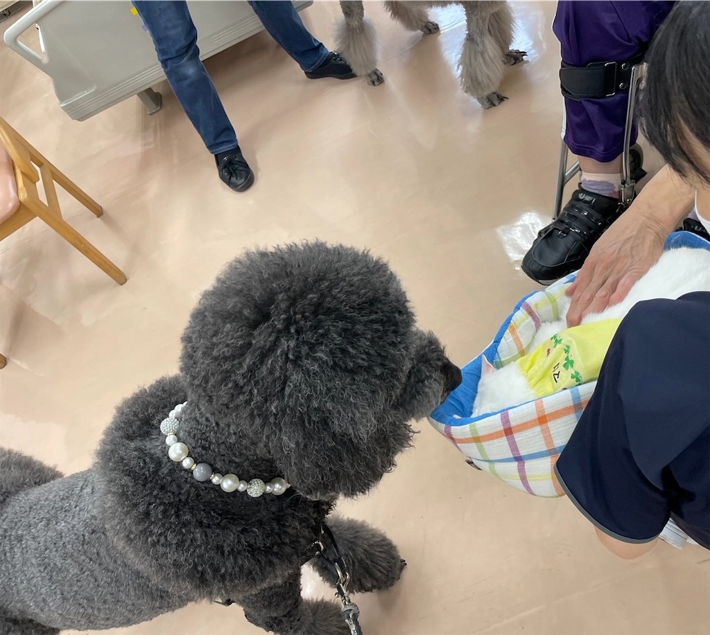f:id:sakaivet2019:20240916215154j:image