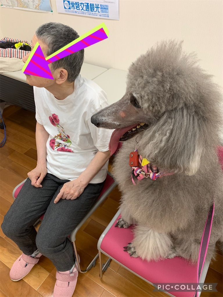 f:id:sakaivet2019:20240916221020j:image