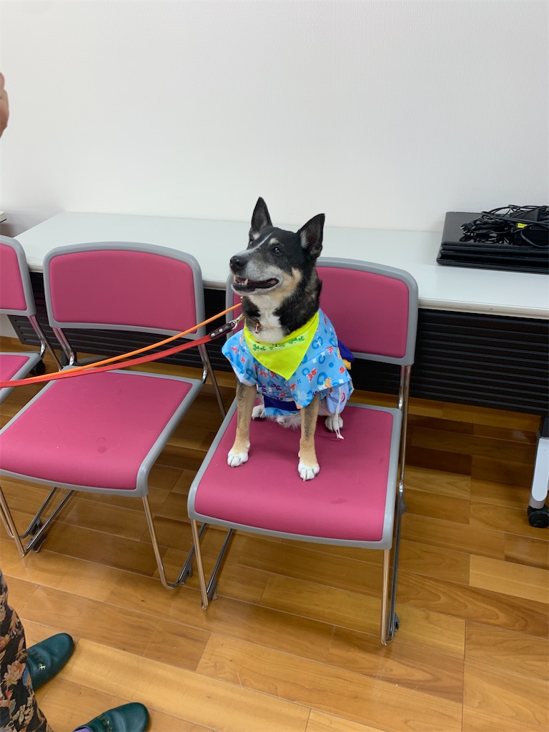 f:id:sakaivet2019:20240916221031j:image