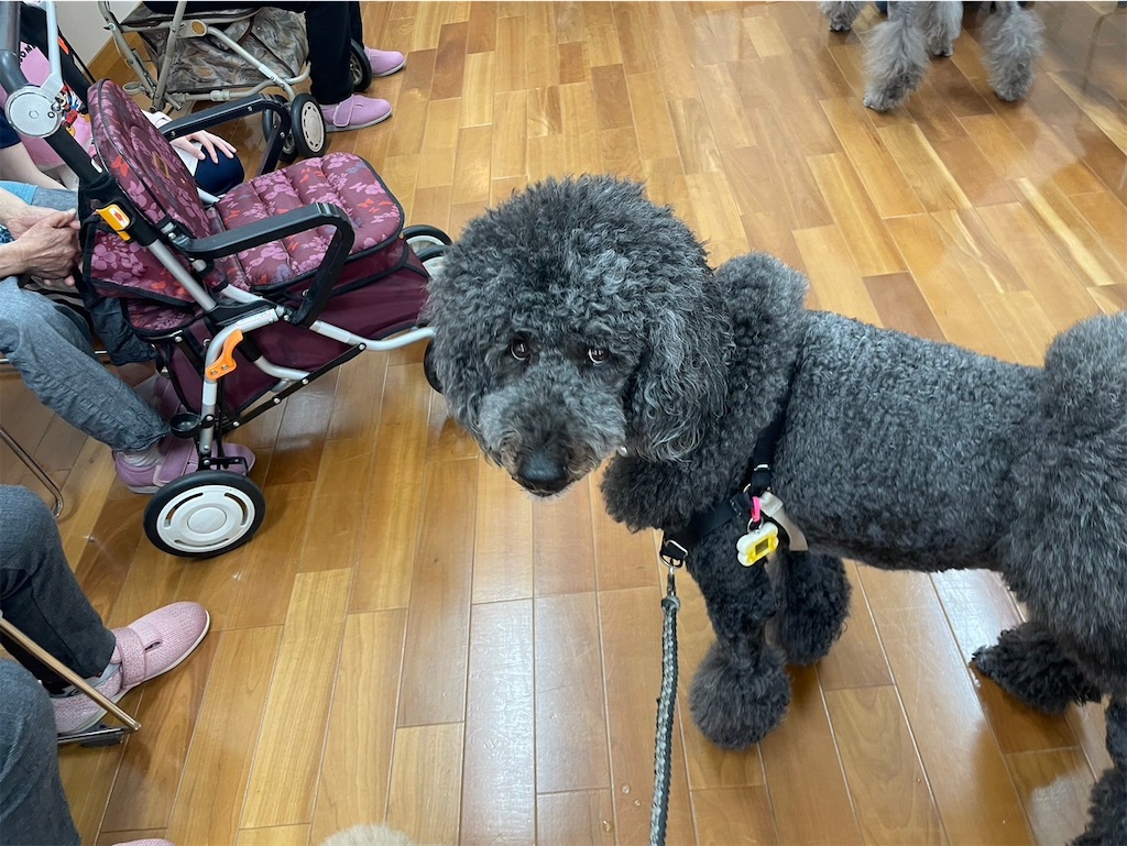 f:id:sakaivet2019:20240916221035j:image