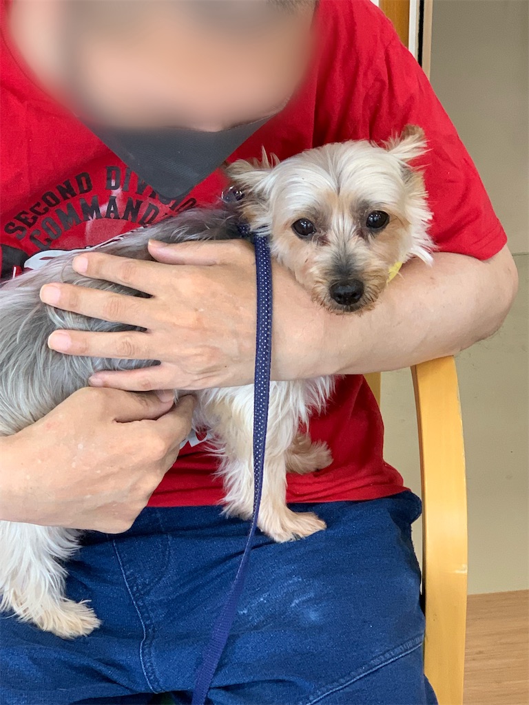f:id:sakaivet2019:20240916222808j:image