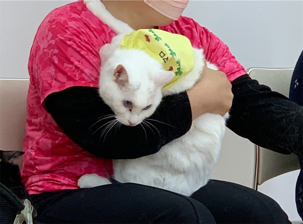 f:id:sakaivet2019:20240916225256j:image