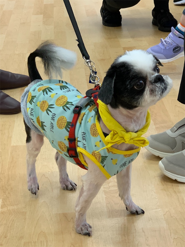 f:id:sakaivet2019:20240916230447j:image