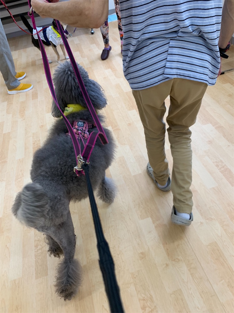 f:id:sakaivet2019:20240916230606j:image