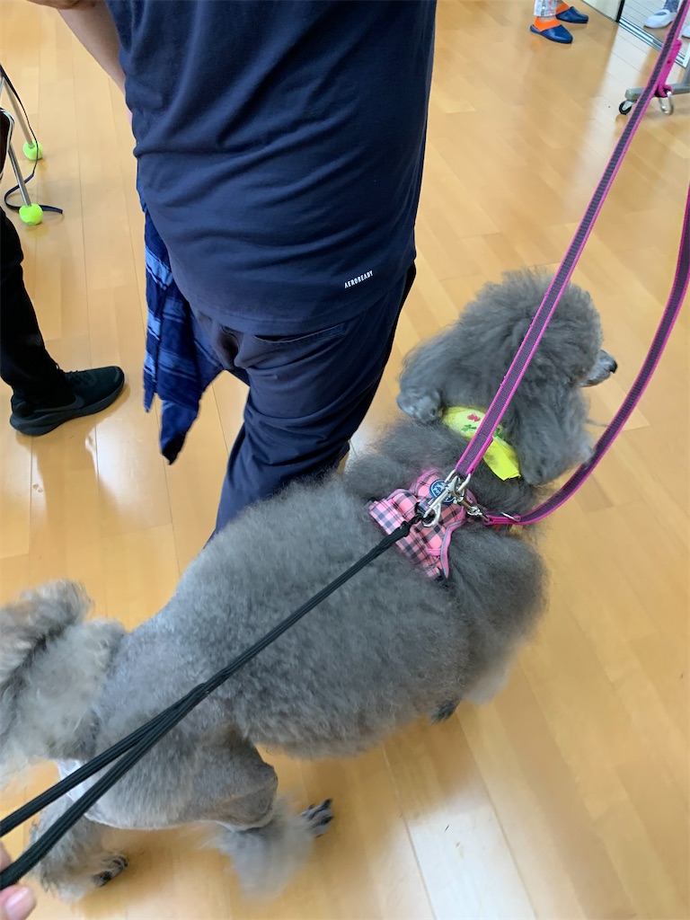 f:id:sakaivet2019:20240916231927j:image