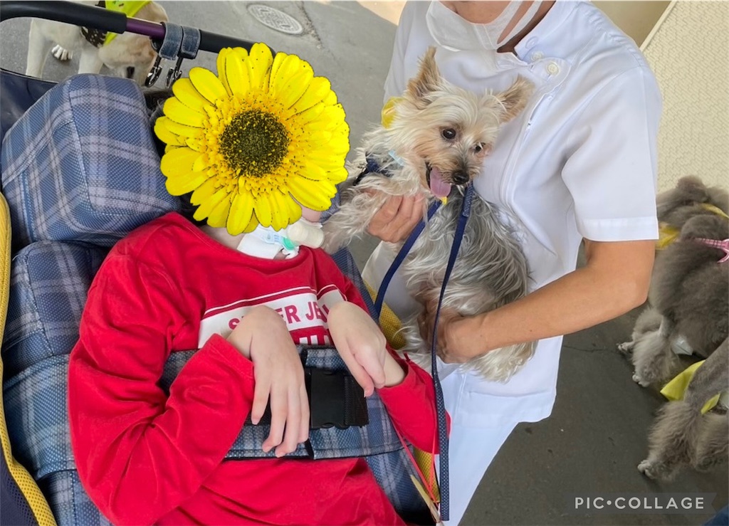 f:id:sakaivet2019:20240916235743j:image