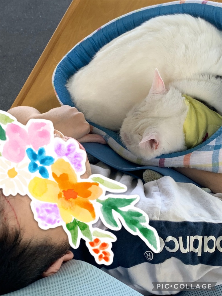 f:id:sakaivet2019:20240916235747j:image