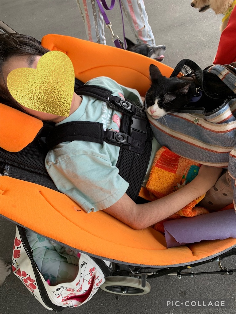 f:id:sakaivet2019:20240916235750j:image