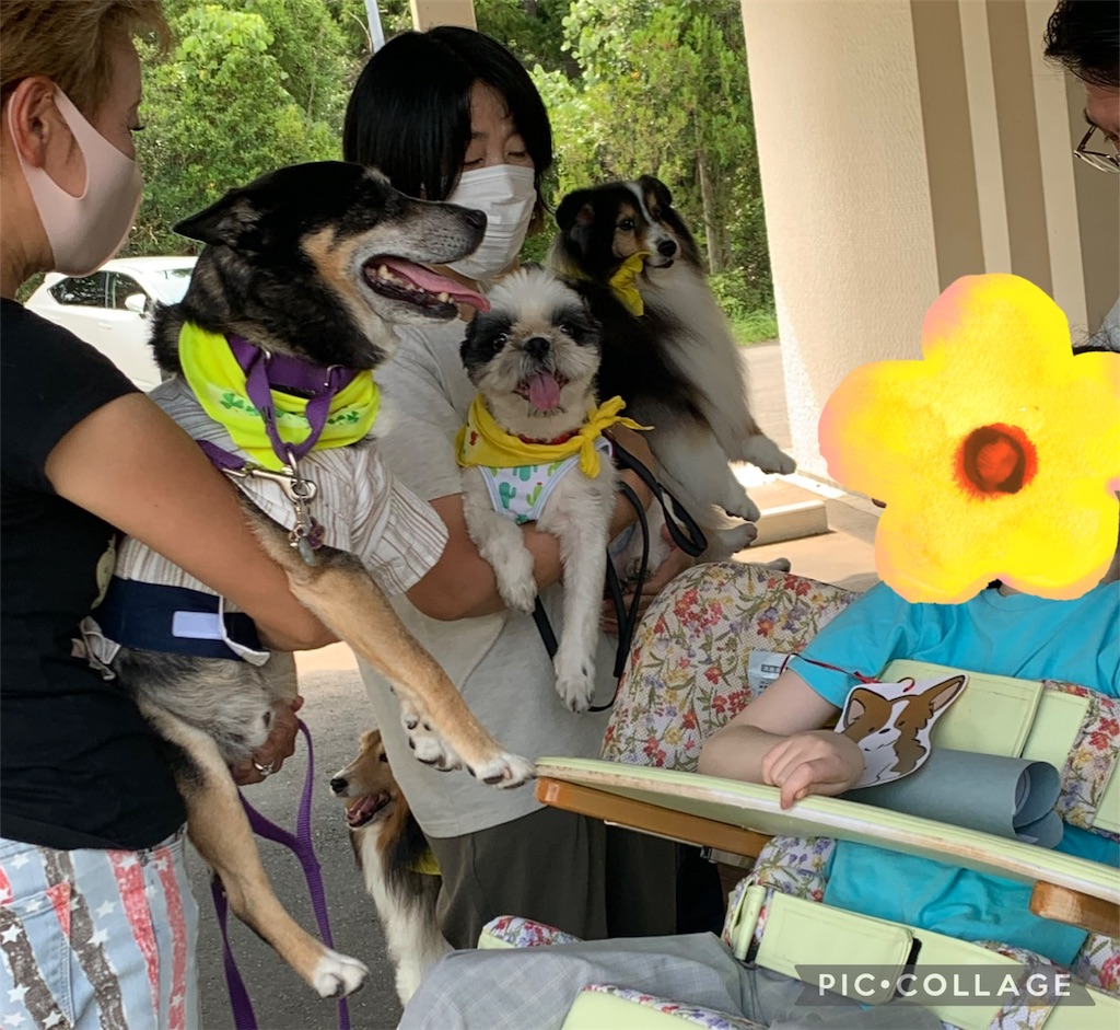 f:id:sakaivet2019:20240916235936j:image